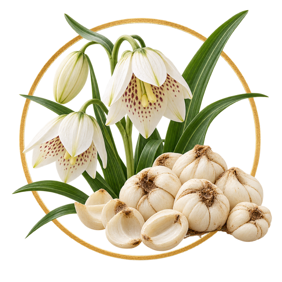 Fritillaria