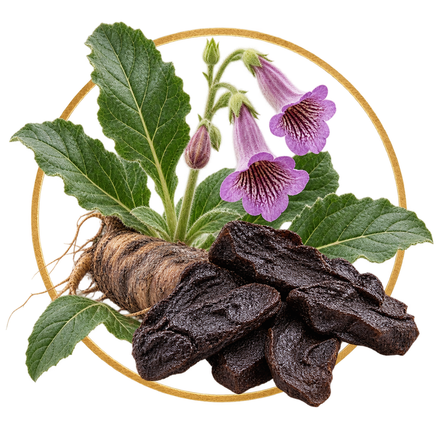 Prepared Rehmannia Root