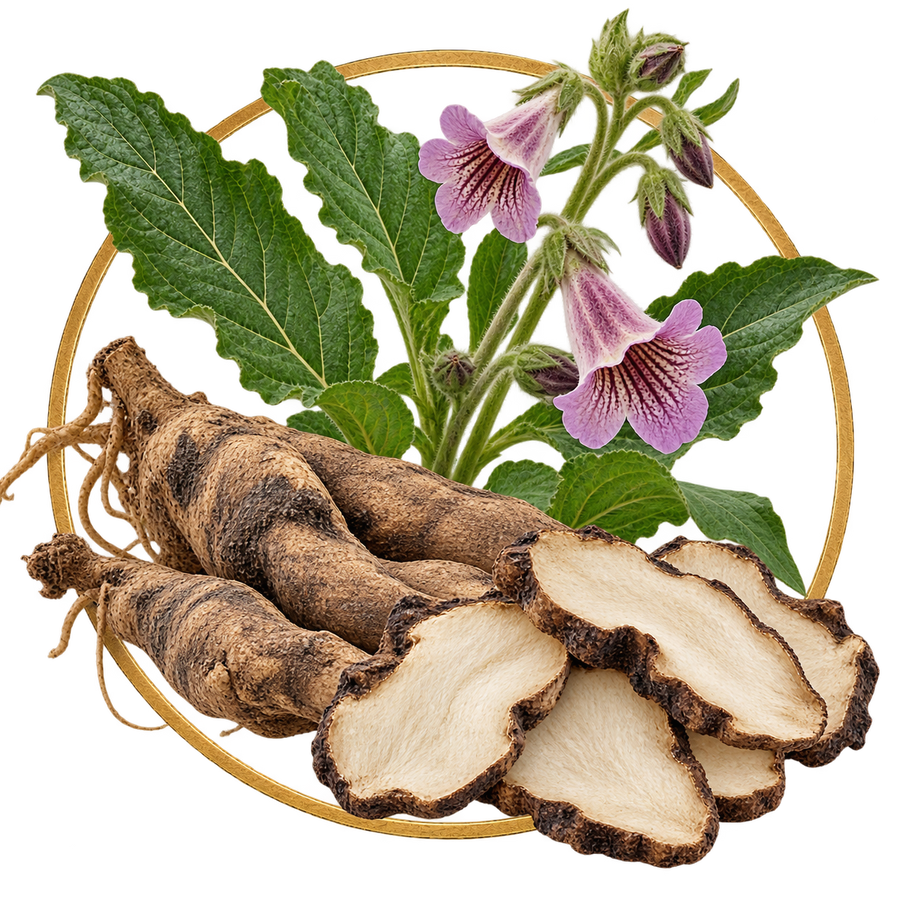 Dried Rehmannia Root
