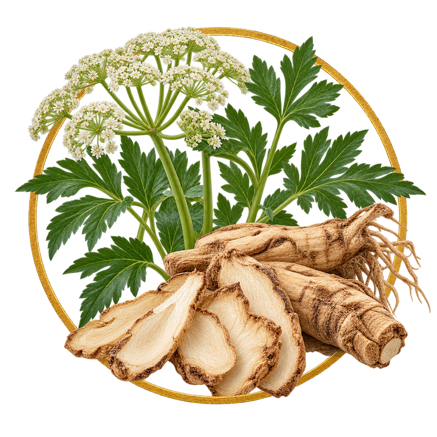 Angelica Body