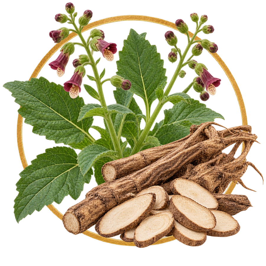 Scrophularia Root