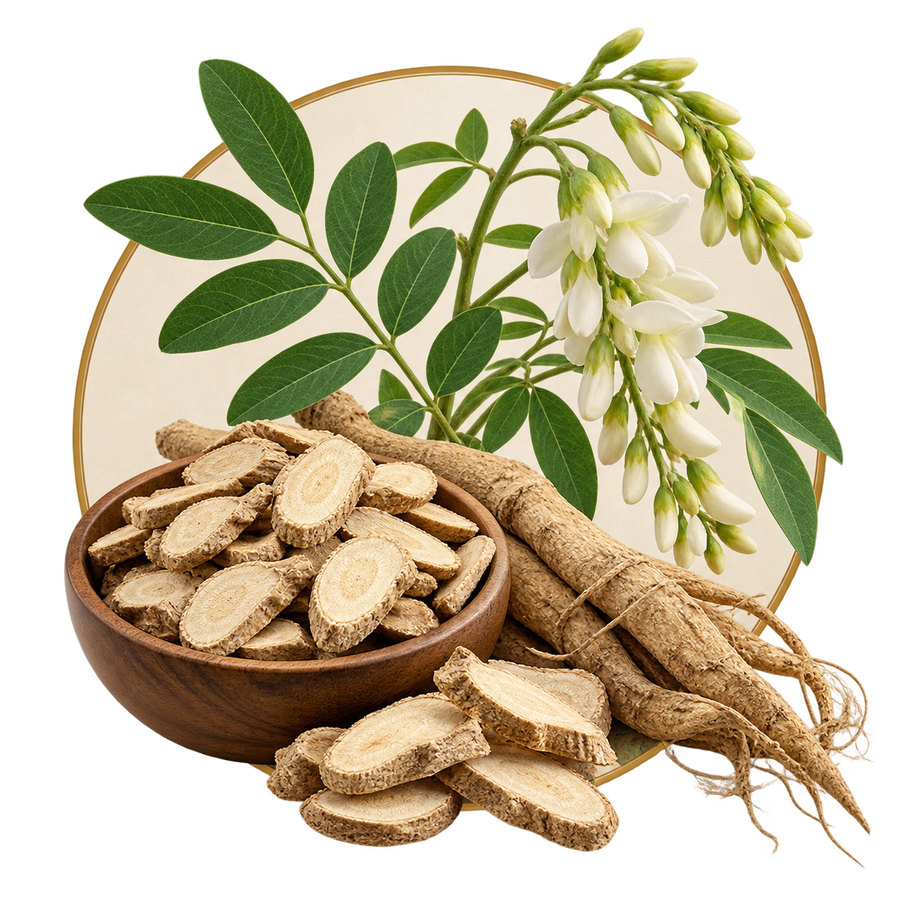 Sophora flavescens Root