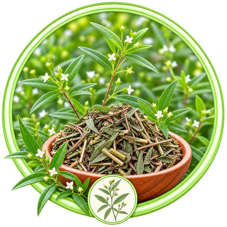 Hedyotis Diffusa