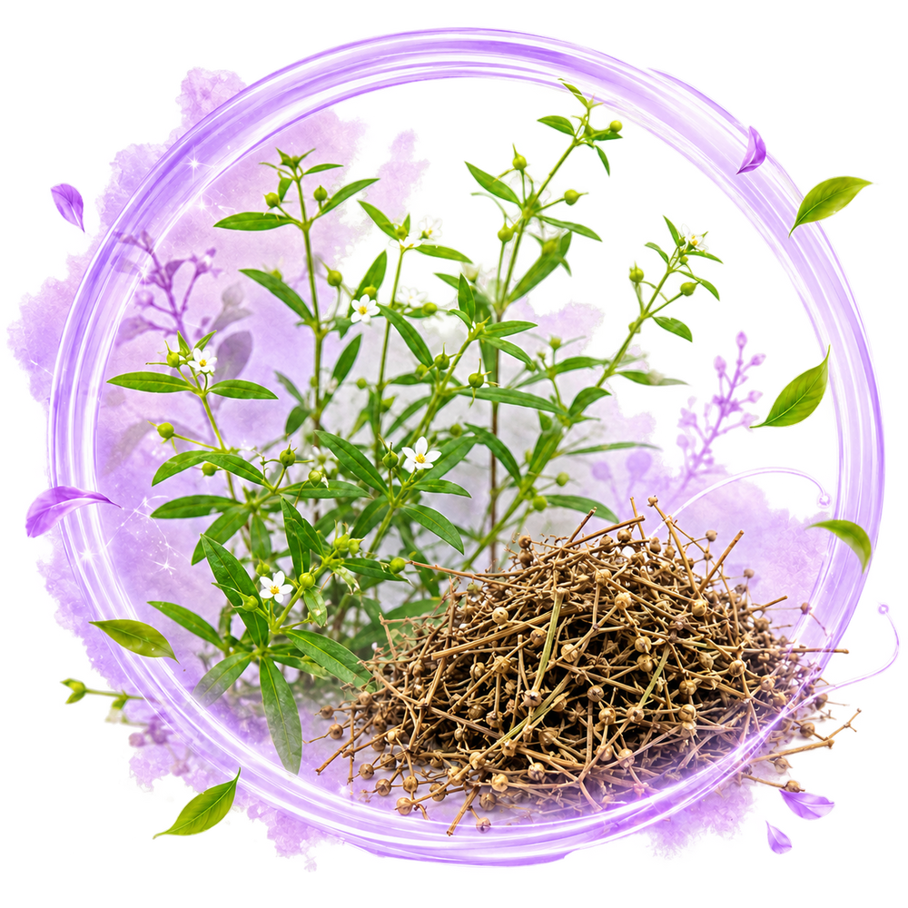 Hedyotis diffusa