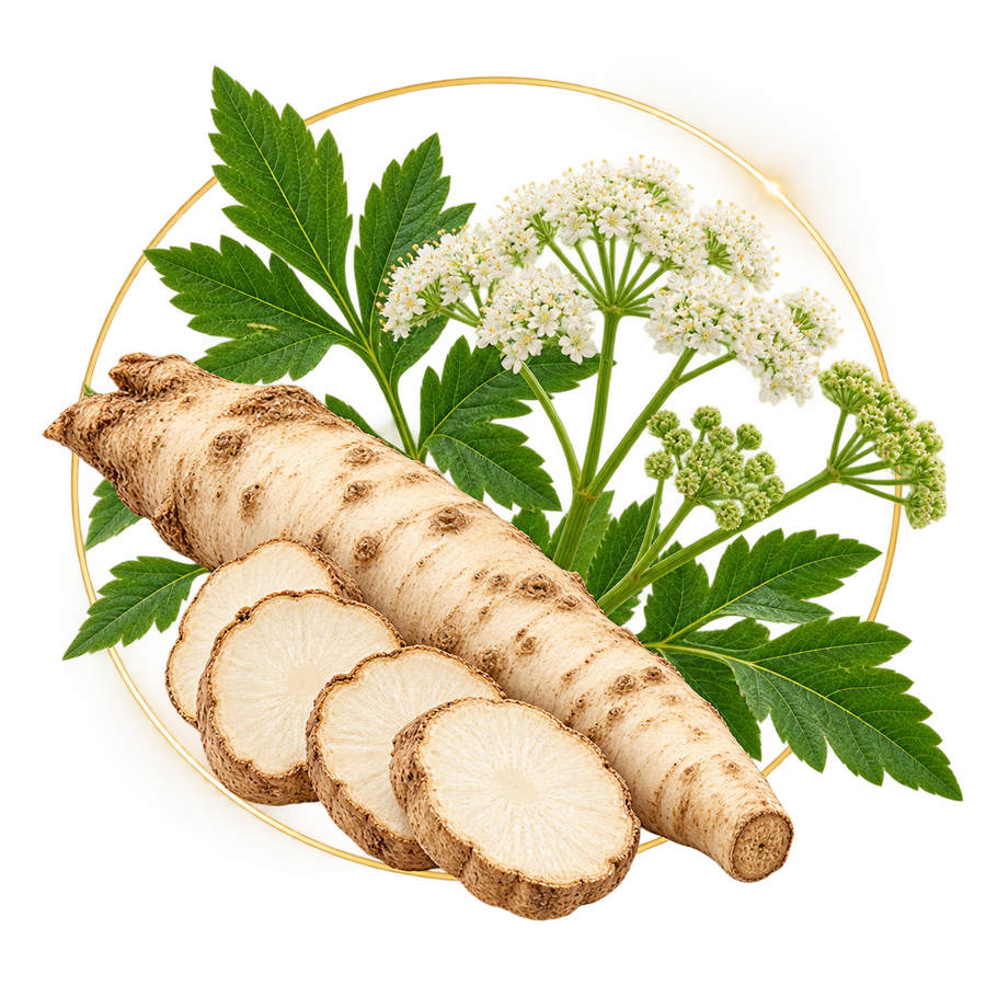 Bai Zhi Angelica Dahurica Root