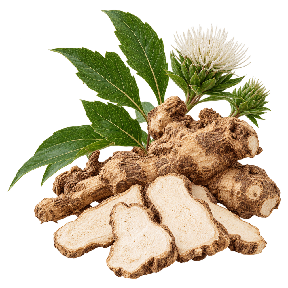 White Atractylodes Rhizome