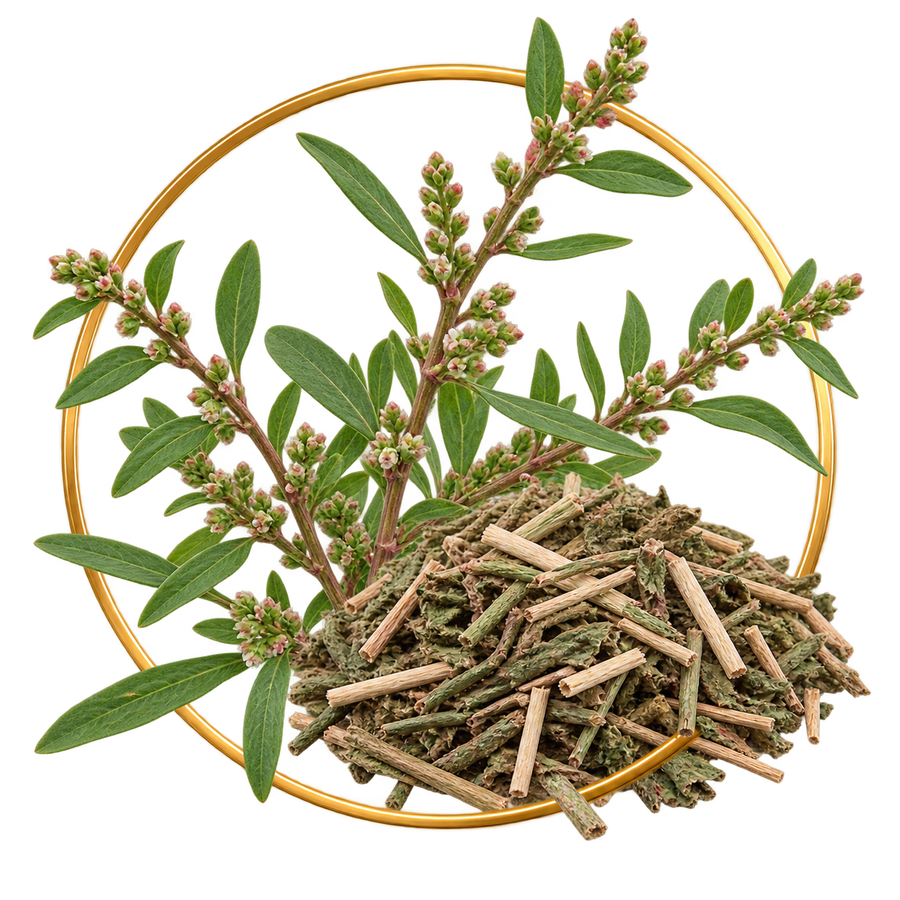 Polygonum aviculare