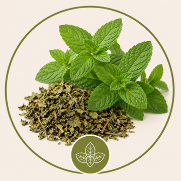 Mentha