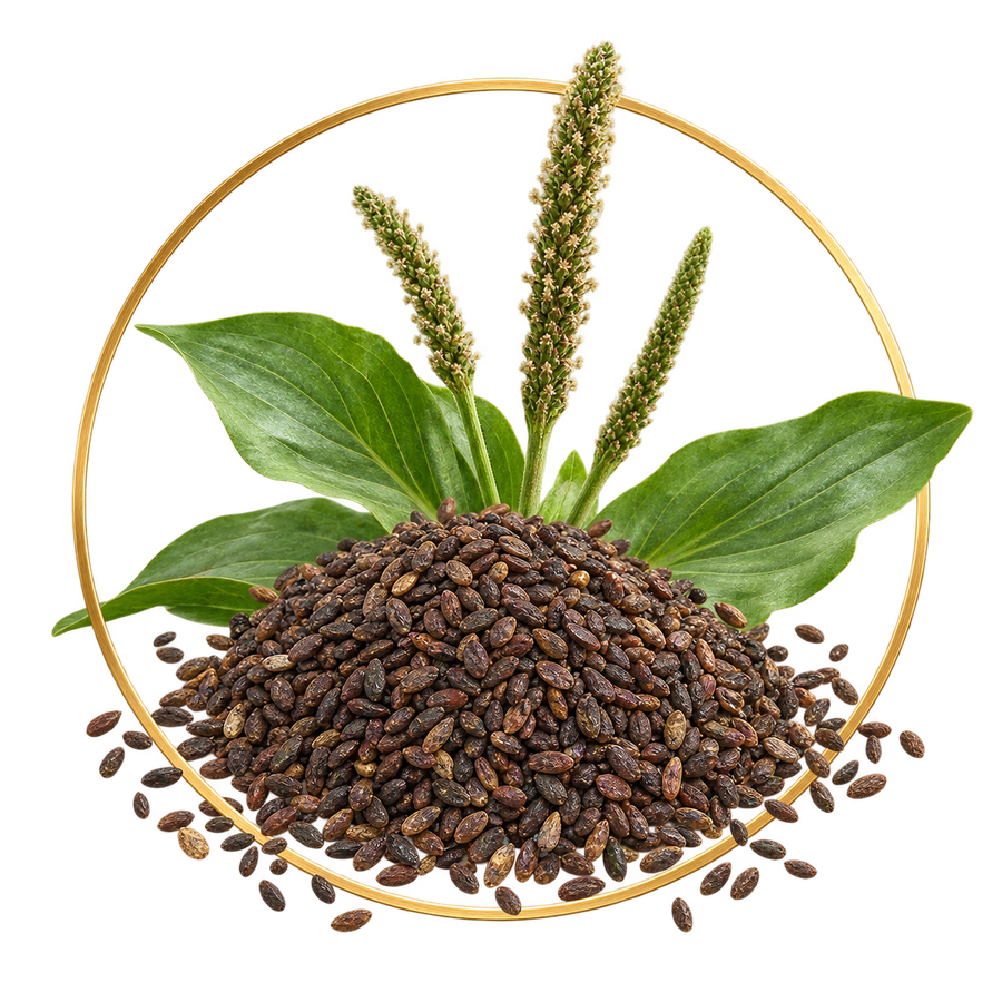 Plantain Seed