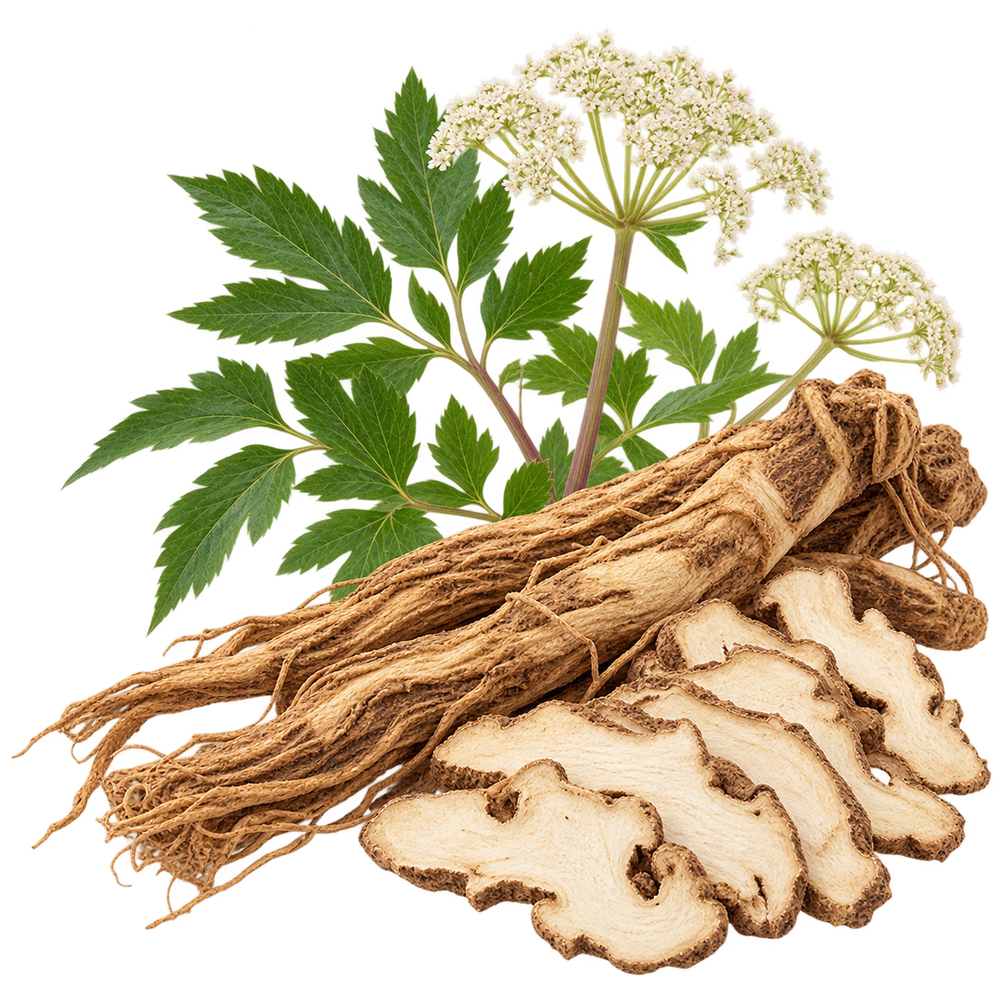 Angelica Sinensis