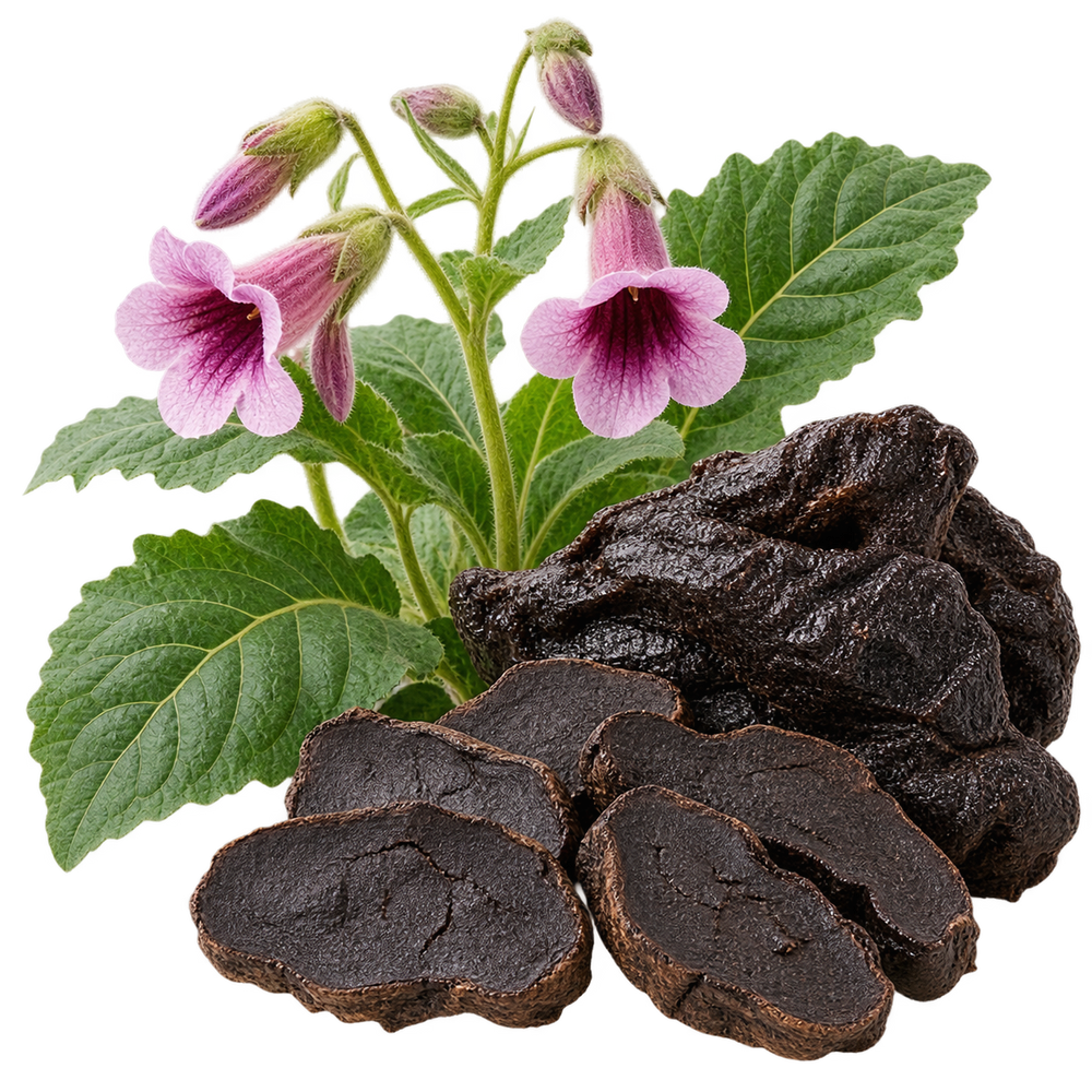 Prepared Rehmannia Root