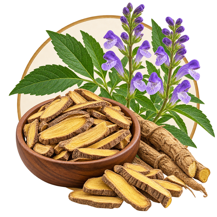 Scutellaria baicalensis Root