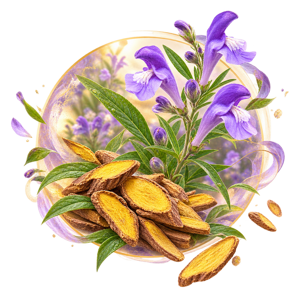 Rheum Officinale