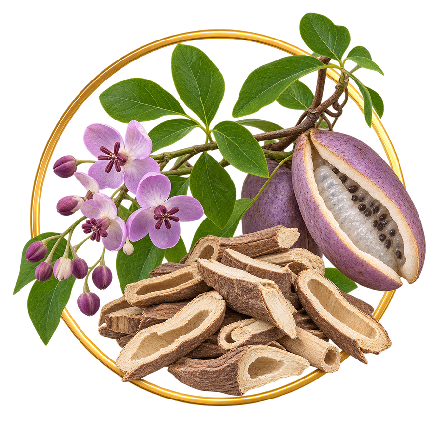 Akebia Stem