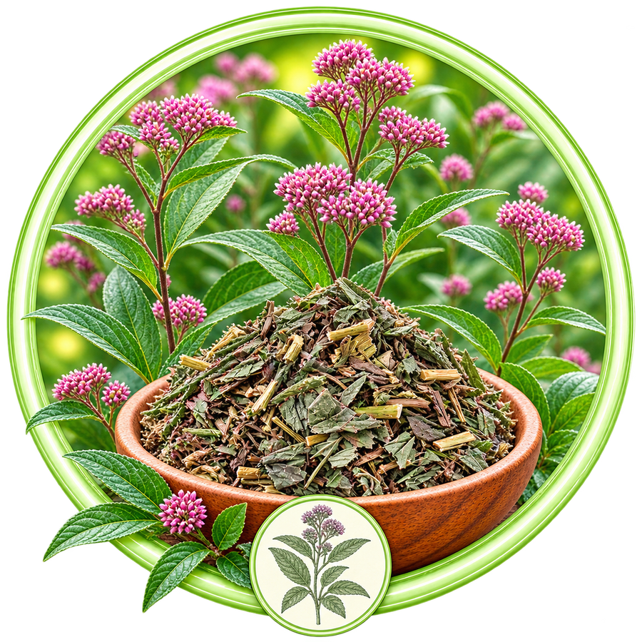 Eupatorium Fortunei