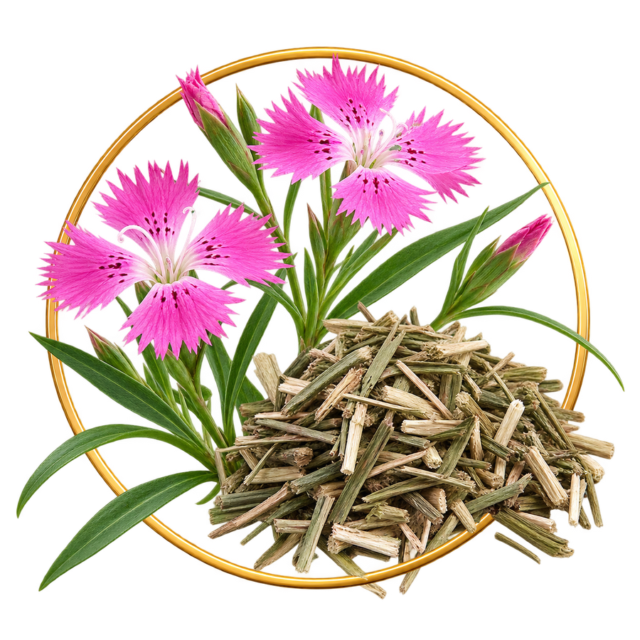 Dianthus