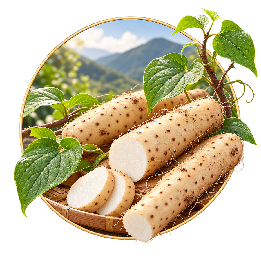 Chinese Yam