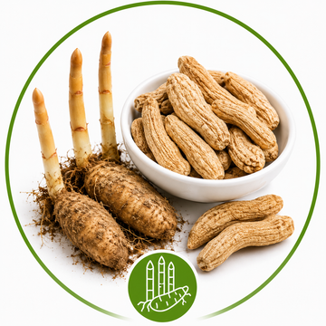 Gastrodia Root