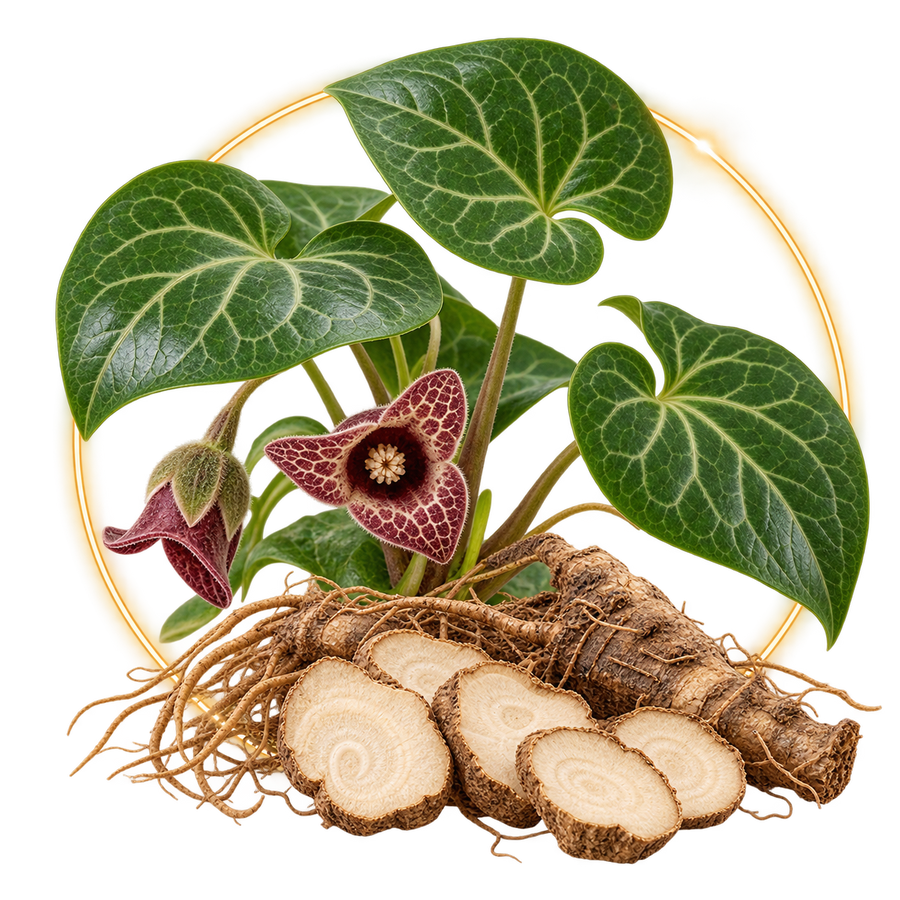 Xi Xin Asarum