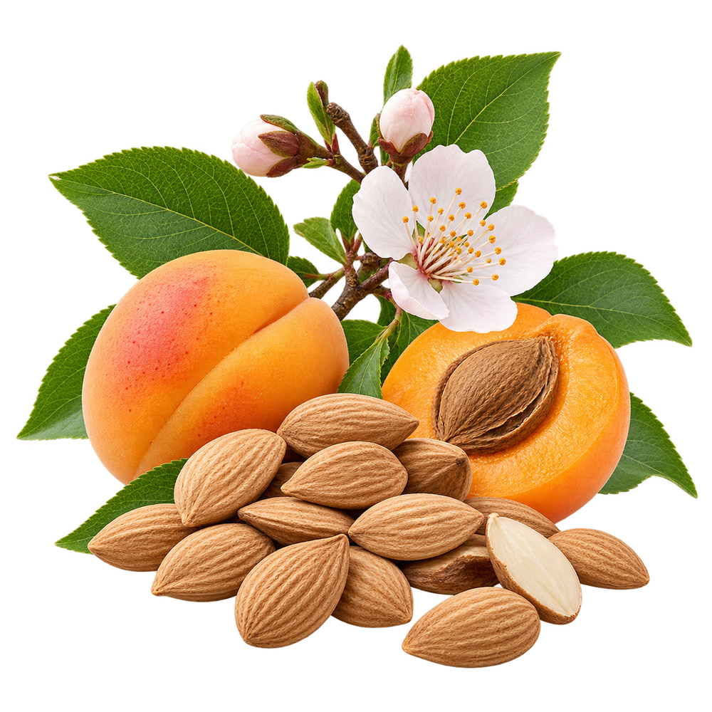Apricot Kernel